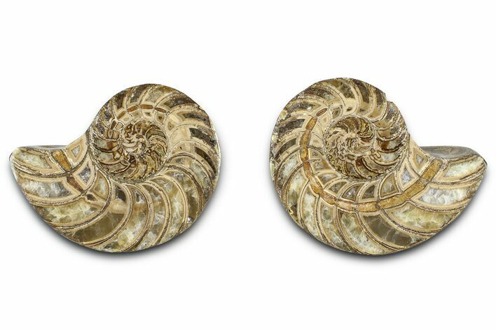 Jurassic Cut & Polished Nautilus (Cymatoceras) Fossil -Madagascar #365515